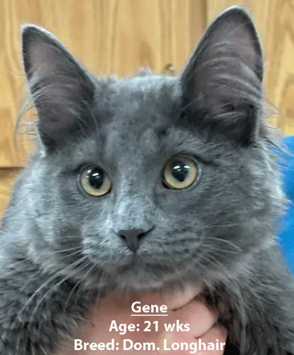 Gene, a domestic longhair cat, one of our new patients in March