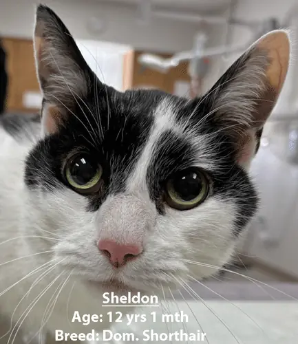 Sheldon, a domestic shorthair cat, one of our new patients in March