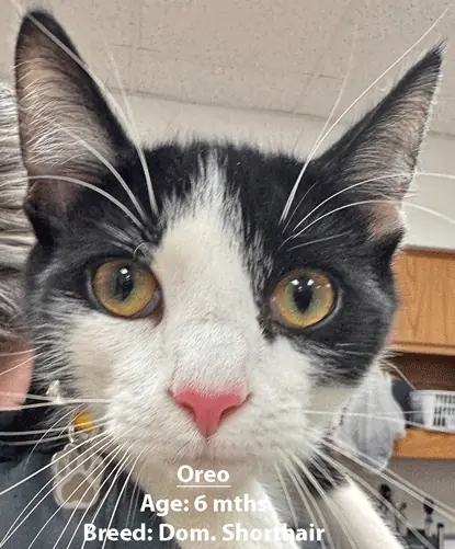 Oreo, a domestic shorthair cat, one of our new patients in March