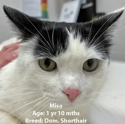 Miso, a domestic shorthair cat, one of our new patients in March