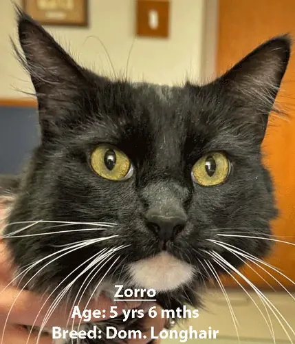 Zorro, a domestic longhair cat, one of our new patients in March