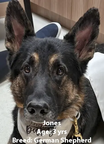 Jones, a German shepherd, one of our new patients in March
