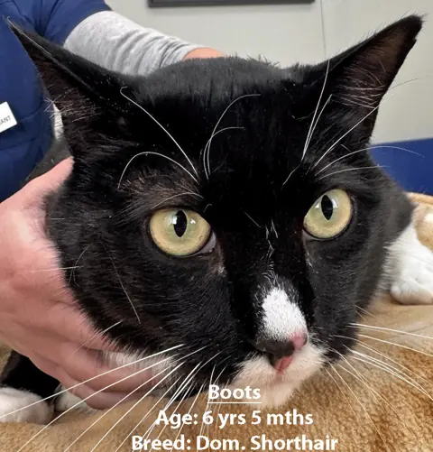 Boots, a domestic shorthair cat, one of our new patients in March