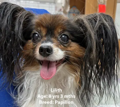 Lilith, a papillon, one of our new patients in March