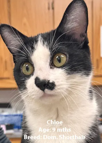 Chloe, a domestic shorthair cat, one of our new patients in March