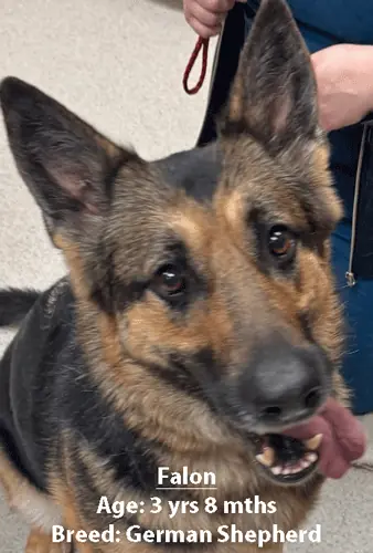 Falon, a German shepherd, one of our new patients in March