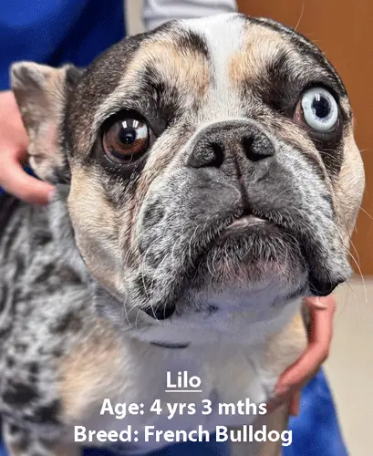 Lilo, a French bulldog, one of our new patients in March
