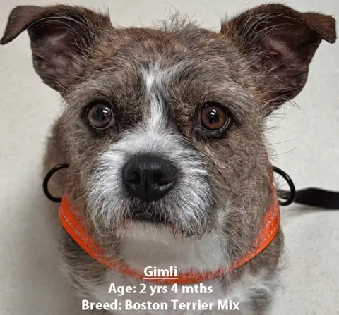 Gimli, a Boston terrier mix, one of our new patients in March