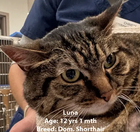 Luna, a domestic shorthair cat, one of our new patients in March