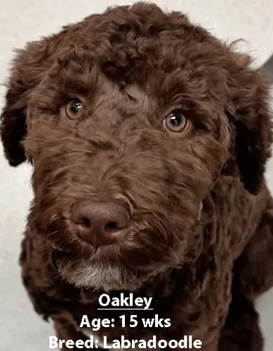 Oakley, a Labradoodle, one of our new patients in March