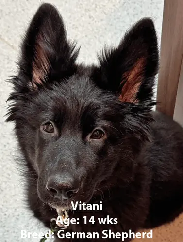 Vitani, a German shepherd, one of our new patients in March