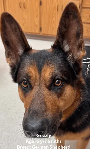 Grizzly, a German shepherd, one of our new patients in March