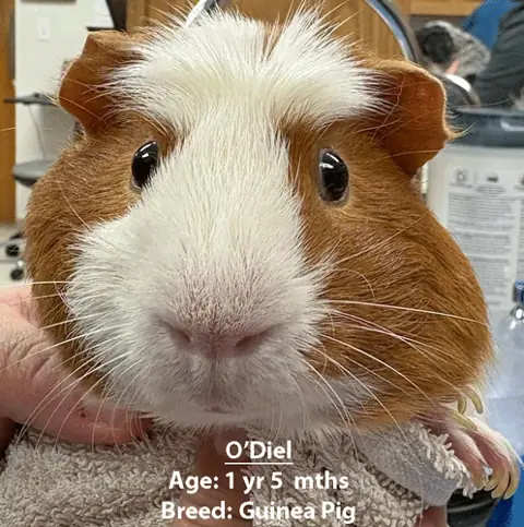 O’Diel, a guinea pig, one of our new patients in March