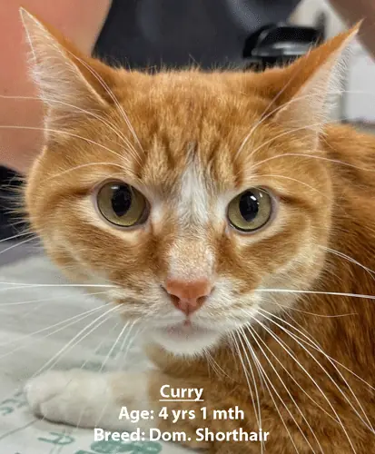 Curry, a domestic shorthair cat, one of our new patients in March
