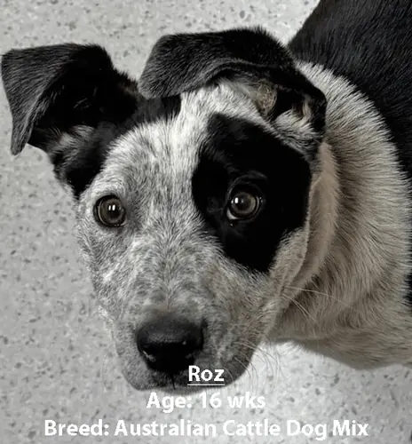Roz, an Australian cattle dog mix, one of our new patients in March