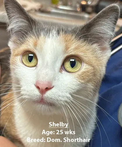 Shelby, a domestic shorthair cat, one of our new patients in March