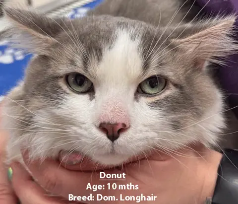 Donut, a domestic longhair cat, one of our new patients in March