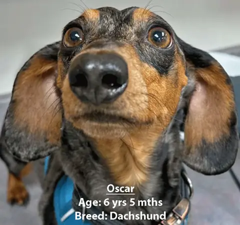 Oscar, a dachshund, one of our new patients in March