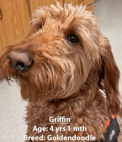 Griffin, a goldendoodle, one of our new patients in March