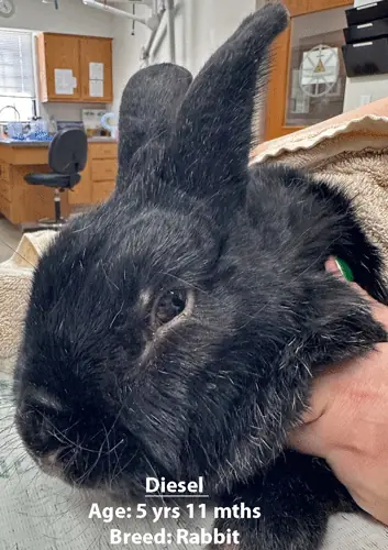 Diesel, a rabbit, one of our new patients in March