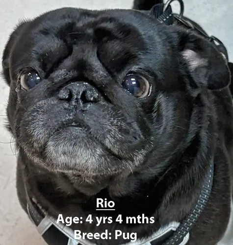 Rio, a pug, one of our new patients in March