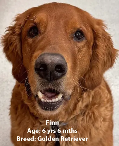 Finn, a golden retriever, one of our new patients in March
