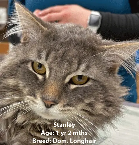 Stanley, a domestic longhair cat, one of our new patients in March