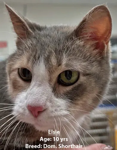 Elsie, a domestic shorthair cat, one of our new patients in March