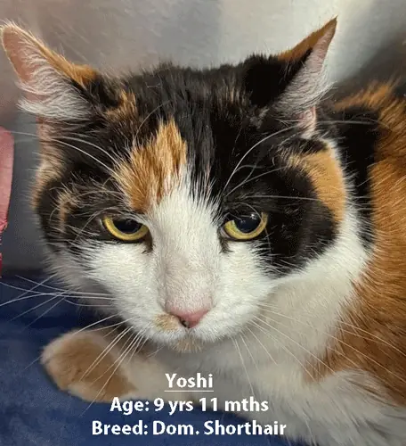 Yoshi, a domestic shorthair cat, one of our new patients in March