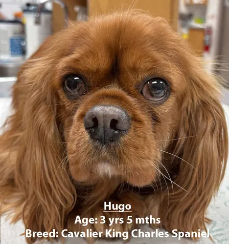 Hugo, a Cavalier King Charles spaniel, one of our new patients in March