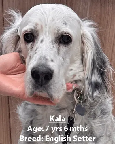 Kala, an English setter, one of our new patients in March