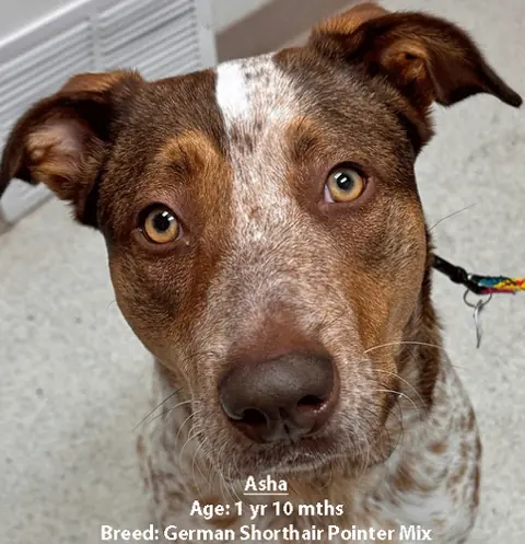 Asha, a German shorthaired pointer mix, one of our new patients in March