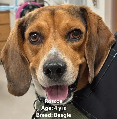 Roscoe, a beagle, one of our new patients in April