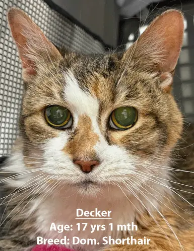 Decker, a domestic shorthair cat, one of our new patients in May