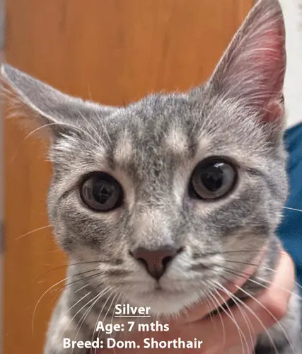 Silver, a domestic shorthair cat, one of our new patients in April