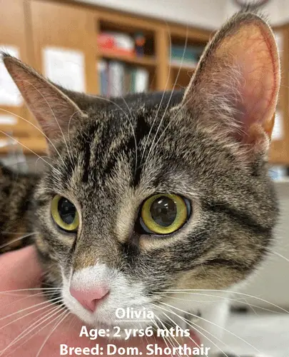 Olivia, a domestic shorthair cat, one of our new patients in April