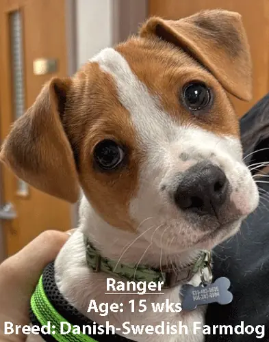 Ranger, a Danish-Swedish farmdog, one of our new patients in May