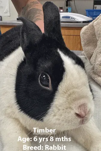 Timber, a rabbit, one of our new patients in May