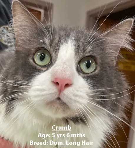 Crumb, a domestic longhair cat, one of our new patients in May