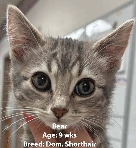 Bear, a domestic shorthair cat, one of our new patients in April
