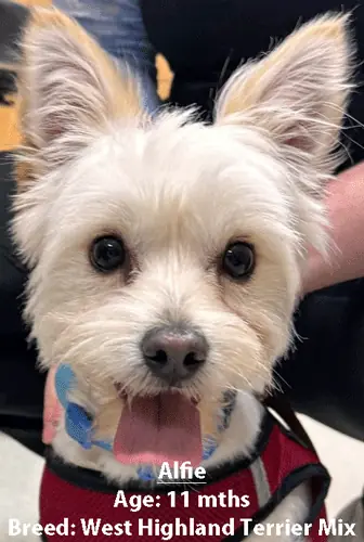 Alfie, a West Highland terrier mix, one of our new patients in May