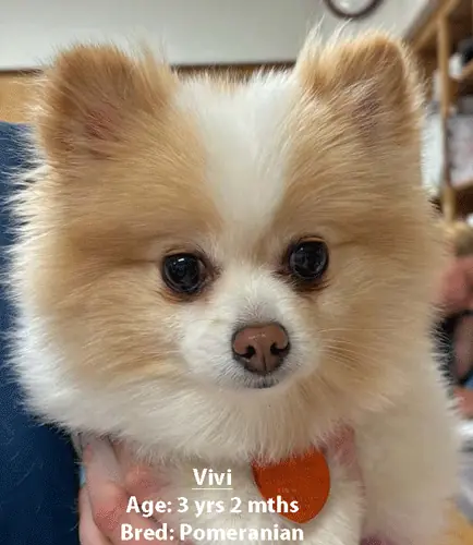 Vivi, a Pomeranian, one of our new patients in April