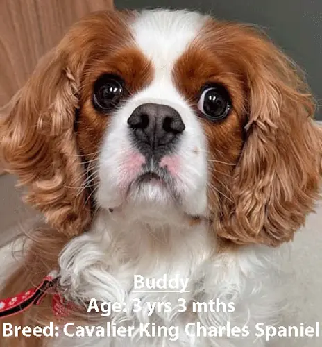 Buddy, a Cavalier King Charles spaniel, one of our new patients in April
