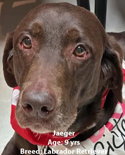 Jaeger, a Labrador retriever, one of our new patients in April