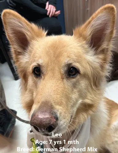 Leo, a German shepherd mix, one of our new patients in April