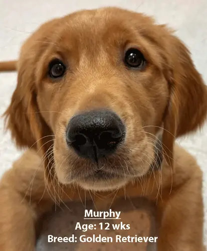 Murphy, a golden retriever, one of our new patients in April