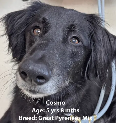 Cosmo, a Great Pyrenees mix, one of our new patients in May
