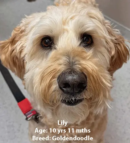 Lily, a goldendoodle, one of our new patients in April