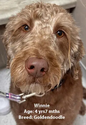 Winnie, a goldendoodle, one of our new patients in April