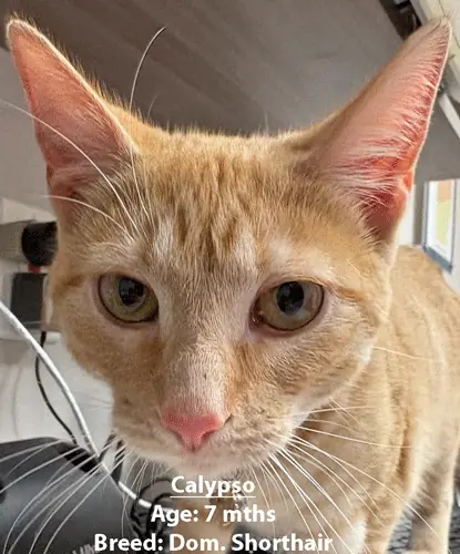Calypso, a domestic shorthair cat, one of our new patients in April